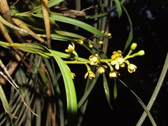 Prosthechea ochracea