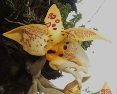 Stanhopea ruckeri