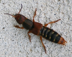 Platydracus immaculatus