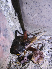 Teleogryllus occipitalis