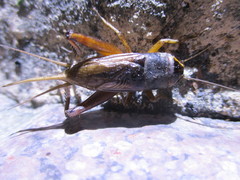Teleogryllus occipitalis