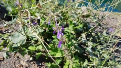 Salvia kuznetzovii