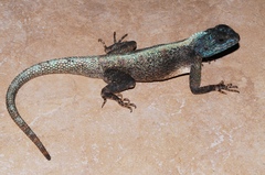 Agama mossambica