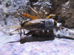 Teleogryllus occipitalis