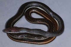 Psammophis orientalis