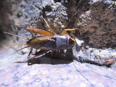 Teleogryllus occipitalis
