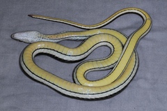 Psammophis orientalis