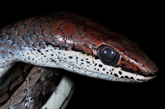 Psammophis orientalis