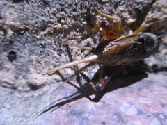 Teleogryllus occipitalis