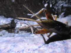 Teleogryllus occipitalis