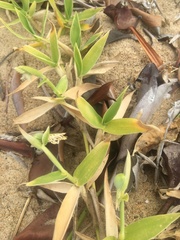Thuarea involuta