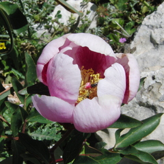 Paeonia broteri