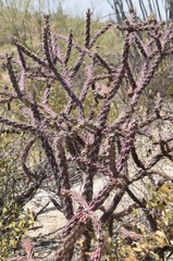 Cylindropuntia thurberi versicolor