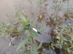 Brachydiplax farinosa