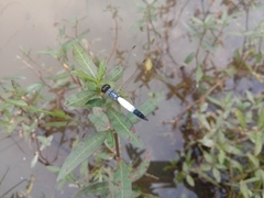 Brachydiplax farinosa