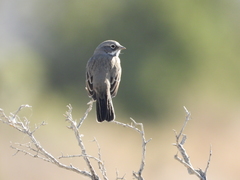Artemisiospiza nevadensis