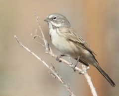 Artemisiospiza nevadensis