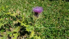 Cirsium pugnax