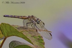 Pachydiplax longipennis