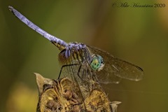 Pachydiplax longipennis