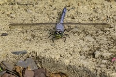 Erythemis simplicicollis