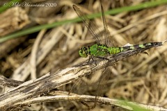Erythemis simplicicollis