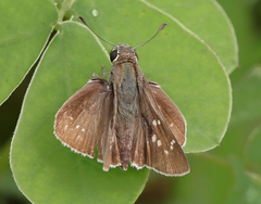 Pelopidas mathias mathias