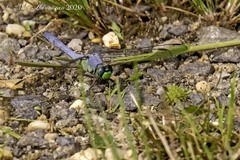 Erythemis simplicicollis