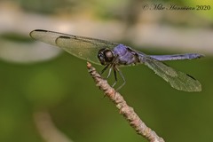 Libellula incesta