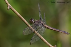 Libellula incesta