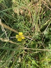 Potentilla anglica