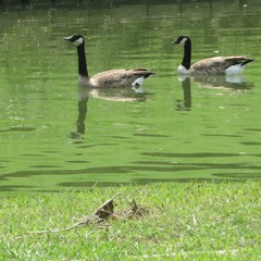 Branta canadensis