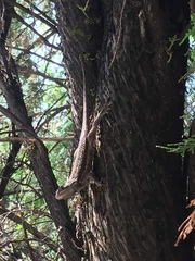 Sceloporus olivaceus