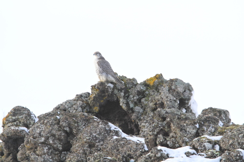 Halcón gerifalte (Falco rusticolus)