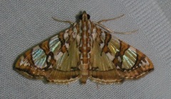 Image of Glyphodes sibillalis