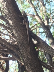 Sceloporus olivaceus