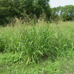 Sorghum halepense