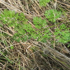 Daucus carota