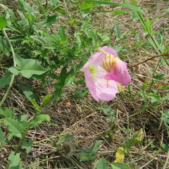 Oenothera speciosa