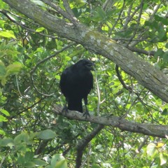 Corvus brachyrhynchos
