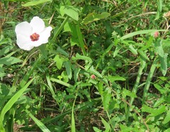 Pavonia hastata