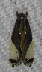 Bertholdia