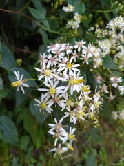 Aster formosanus