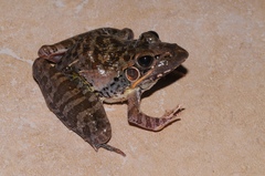 Ptychadena oxyrhynchus