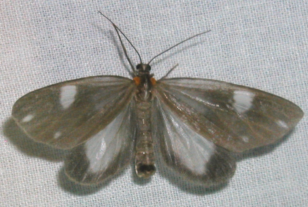 Tithraustes