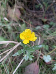 Ranunculus acris