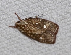 Euchaetis metallota