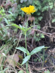 Ranunculus acris