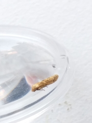 Blastobasis lacticolella