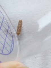 Blastobasis lacticolella